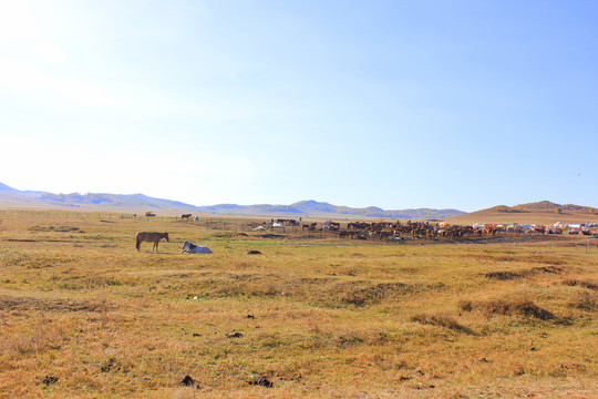 内蒙古秋天的草原马群奔跑