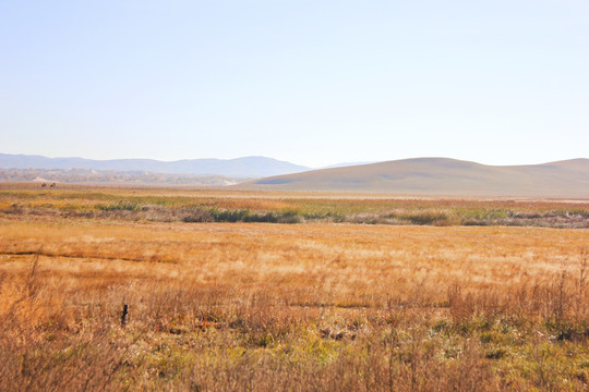 内蒙古木兰围场秋天的草原黄叶