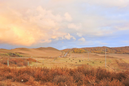 内蒙古木兰围场秋天的草原黄色草