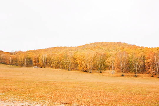 内蒙古木兰围场秋天的草原白桦树