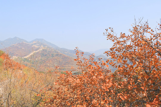 秋天长城的风景长城的秋色红叶