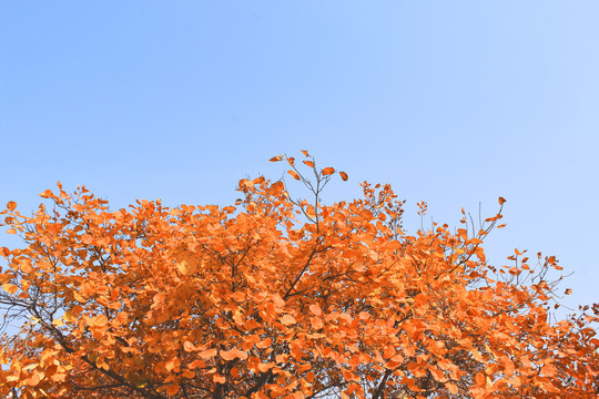 秋天长城的风景长城的秋色红叶