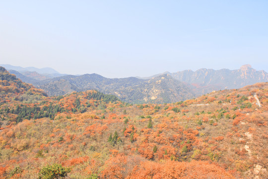 秋天长城的风景长城的秋色红叶