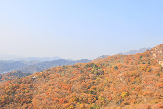 秋天长城的风景长城的秋色红叶