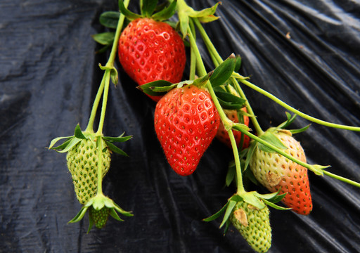 草莓果实