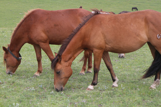 辉腾锡勒大草原上的马群