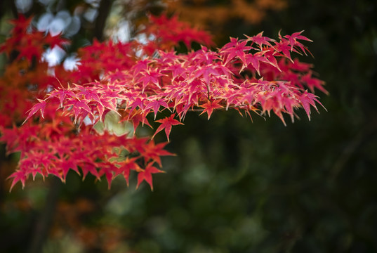 红枫叶