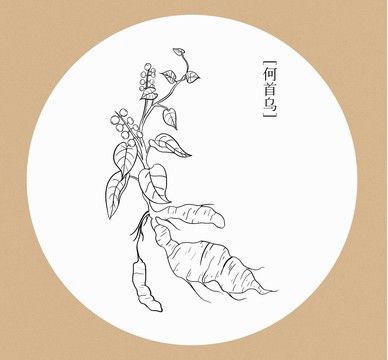 原創(chuàng)手繪何首烏