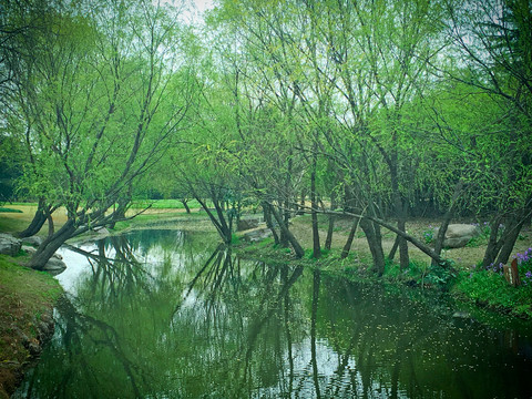 西溪湿地绿色树木湖边树景