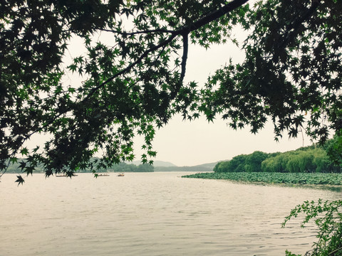 西湖边枫叶树影