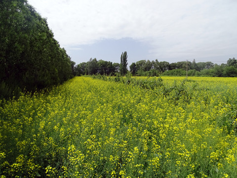 油菜花地