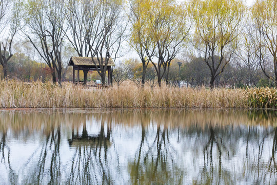 虎丘湿地公园冬景