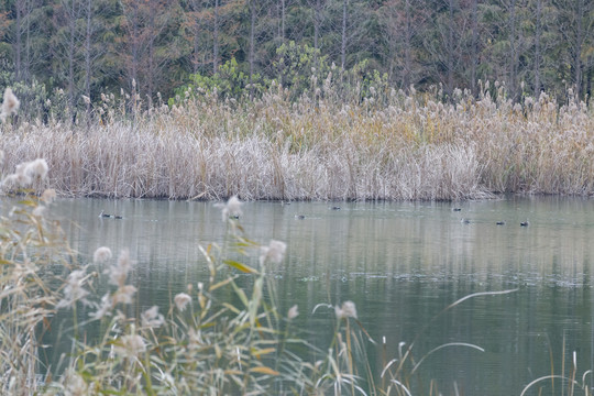 虎丘湿地野鸭