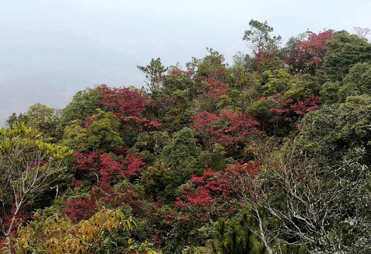 山坡红叶