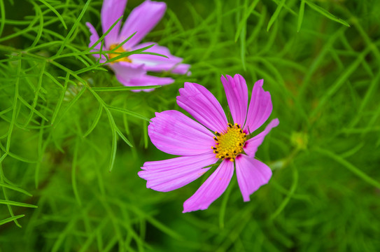 格桑花