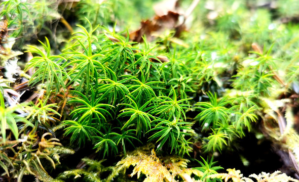 高原植物