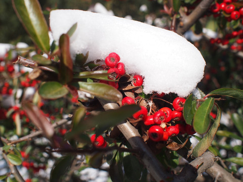 雪中红果