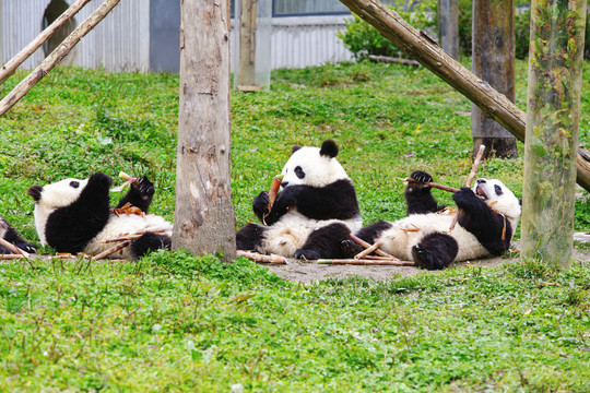 吃竹笋的熊猫宝宝