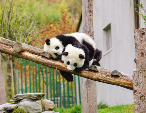 玩耍的熊猫宝宝