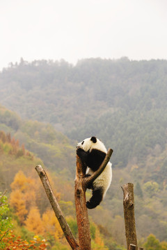 卧龙大熊猫繁育中心