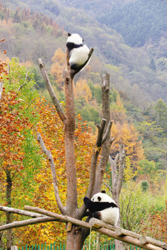 卧龙大熊猫繁育中心
