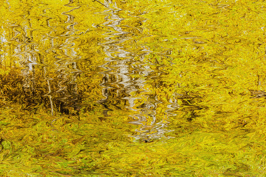 电脑画抽象秋季白桦林