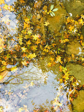 秋色水中落叶