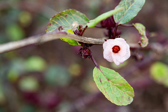 玫瑰茄花