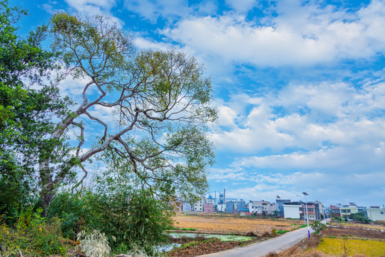 村旁大树