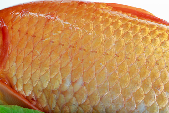 紅鯉魚