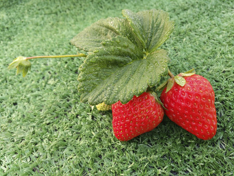 果实鲜草莓
