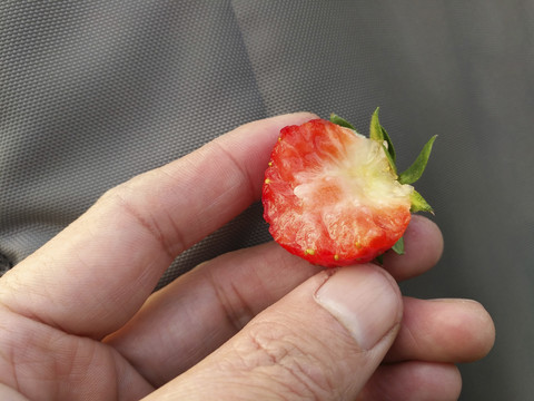 水果草莓果肉