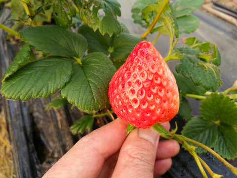 一颗鲜果草莓