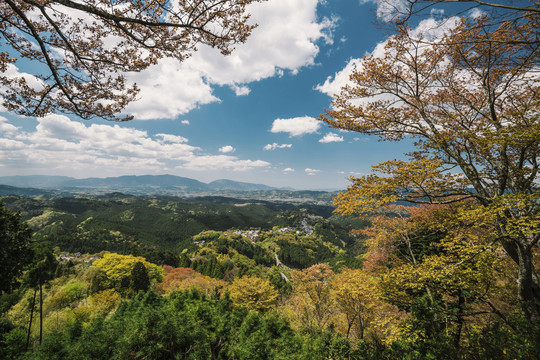 日本森林风景