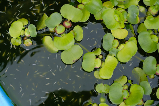 水葫芦