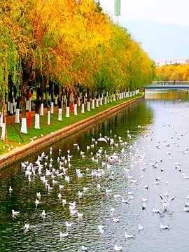 北京青年湖公园的鹤