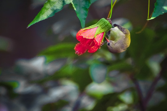 灯笼花和太阳鸟