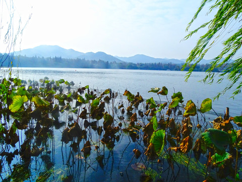 西湖美景