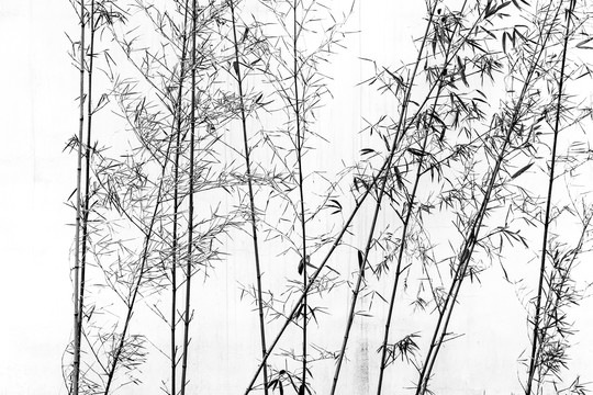 竹子白墙背景