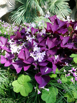 温馨的紫色麦冬草