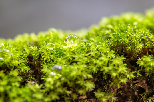 植物微距特写