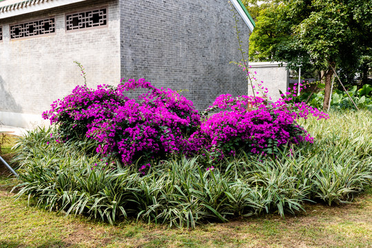 叶子花