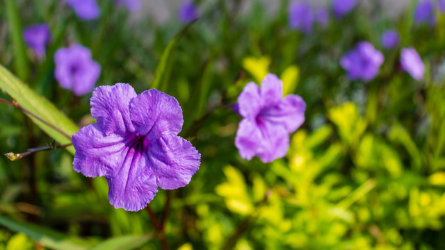 蓝花草特写