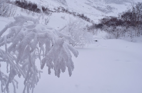 长白山雪景雾凇