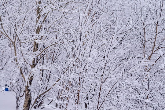 长白山雪景