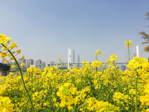 春天油菜花