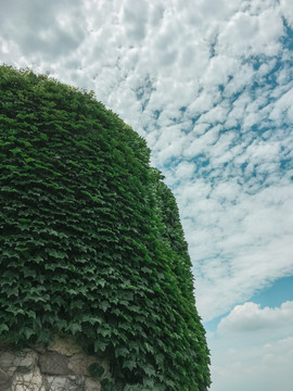 蓝天白云植物墙