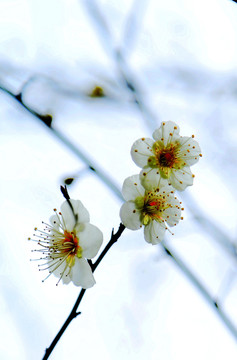 冬季梅花绿萼梅