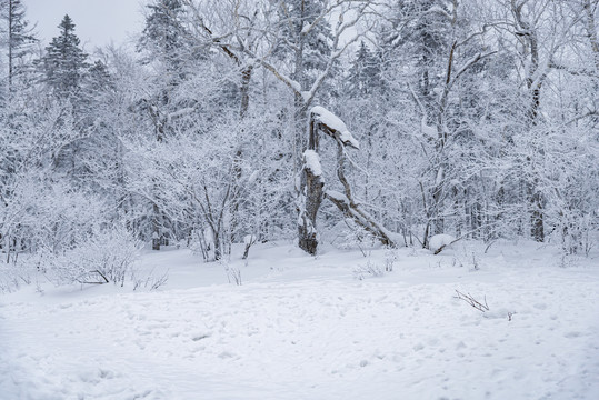 黑龙江林海雪原