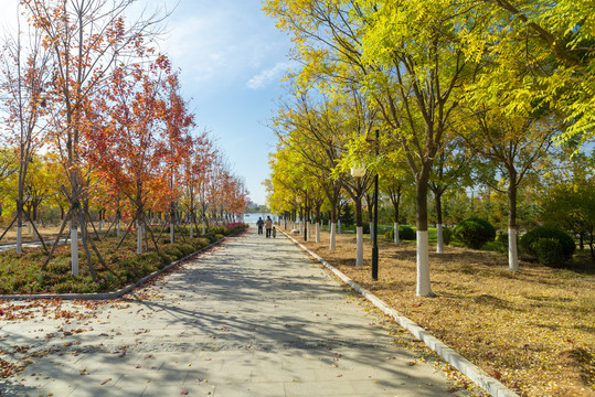 城市街道绿化